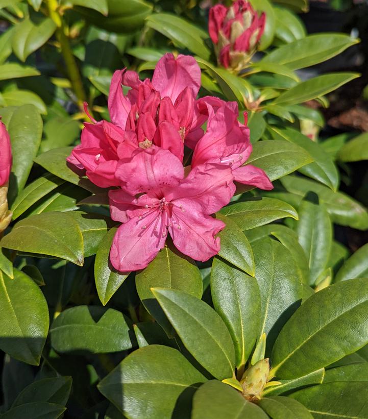 Rhododendron Holden's™ Pink