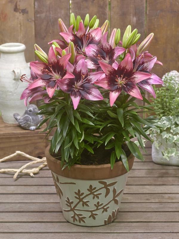 Lilium asiatic 'Hot-Spot Pink'