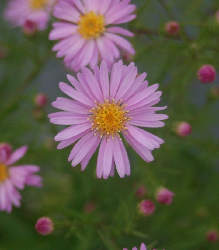 Aster Woods Pink