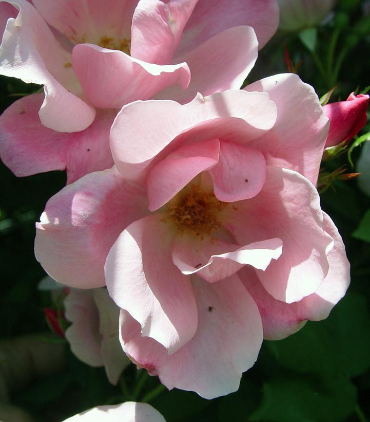 Rosa Knock Out® Blushing Knock Out®