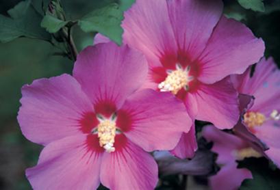 Hibiscus syriacus Violet Satin®
