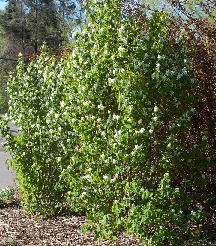 Amelanchier alnifolia Standing Ovation™