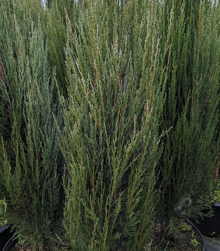 Juniperus Blue Arrow