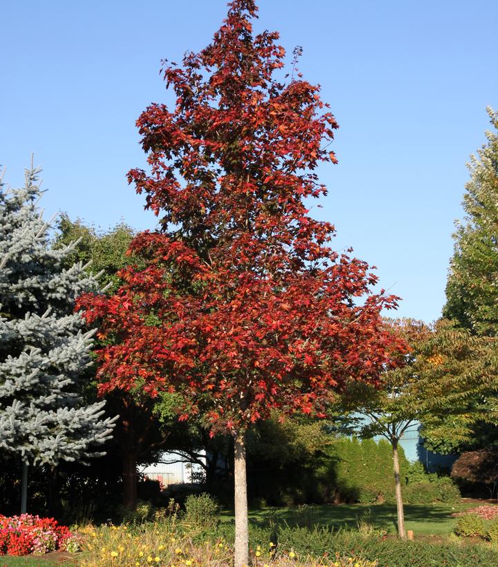 Acer platanoides x truncatum Crimson Sunset®