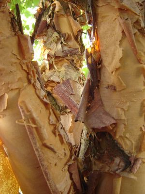 Betula nigra Fox Valley