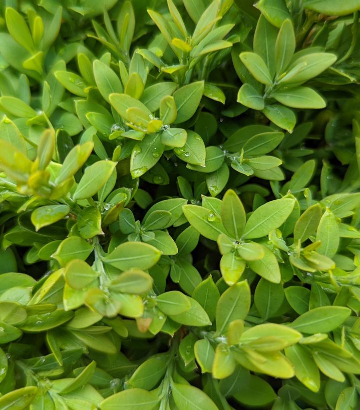 Buxus microphylla var. japonica 'Green Gem'