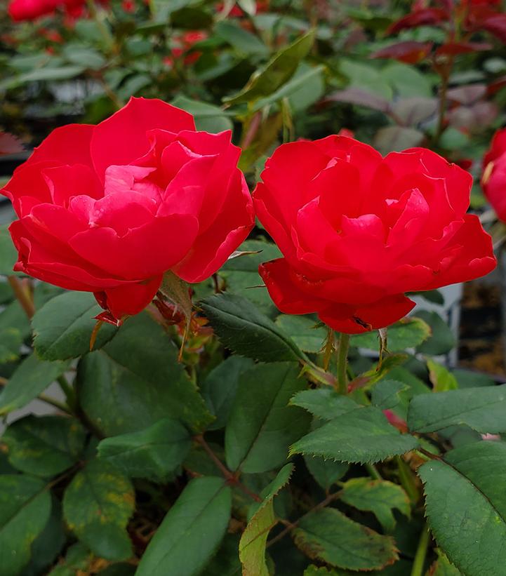 Rosa x Oso Easy Double Red®