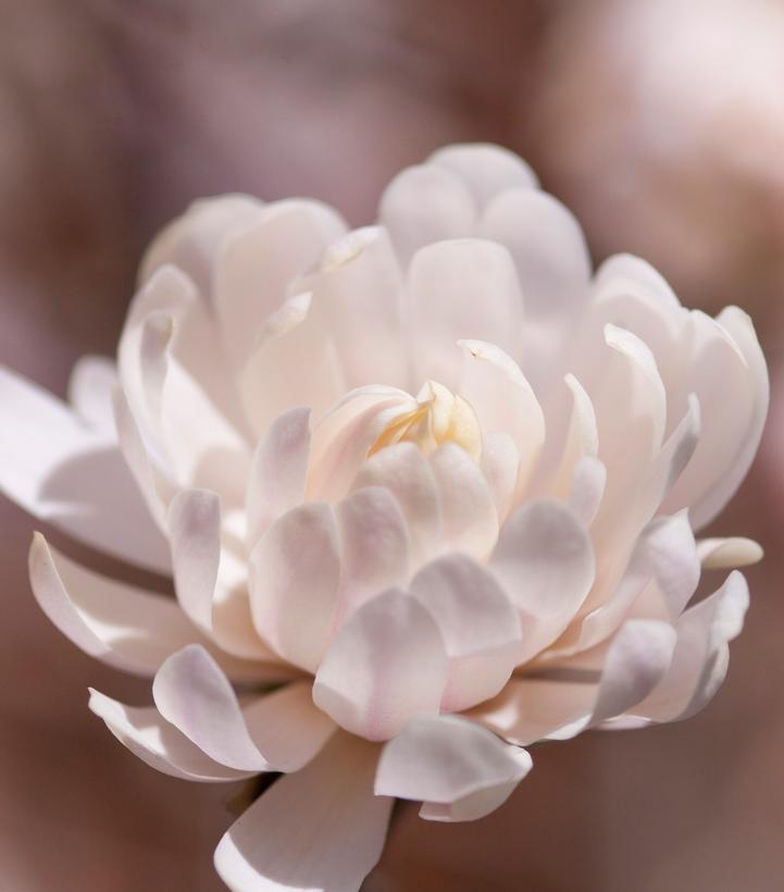 Magnolia stella Centennial Blush™