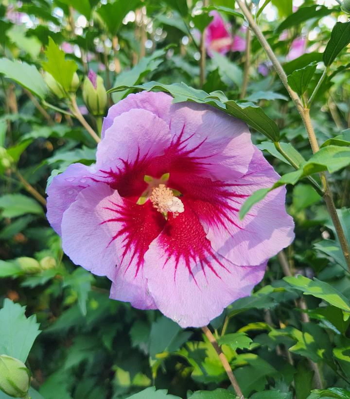 Hibiscus syriacus Purple Pillar®