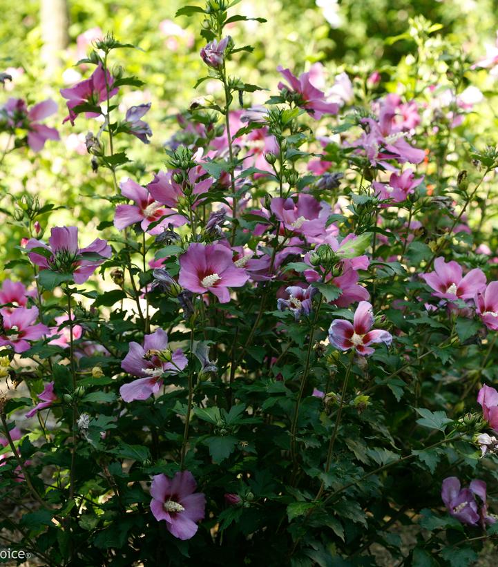 Hibiscus syriacus Purple Satin®