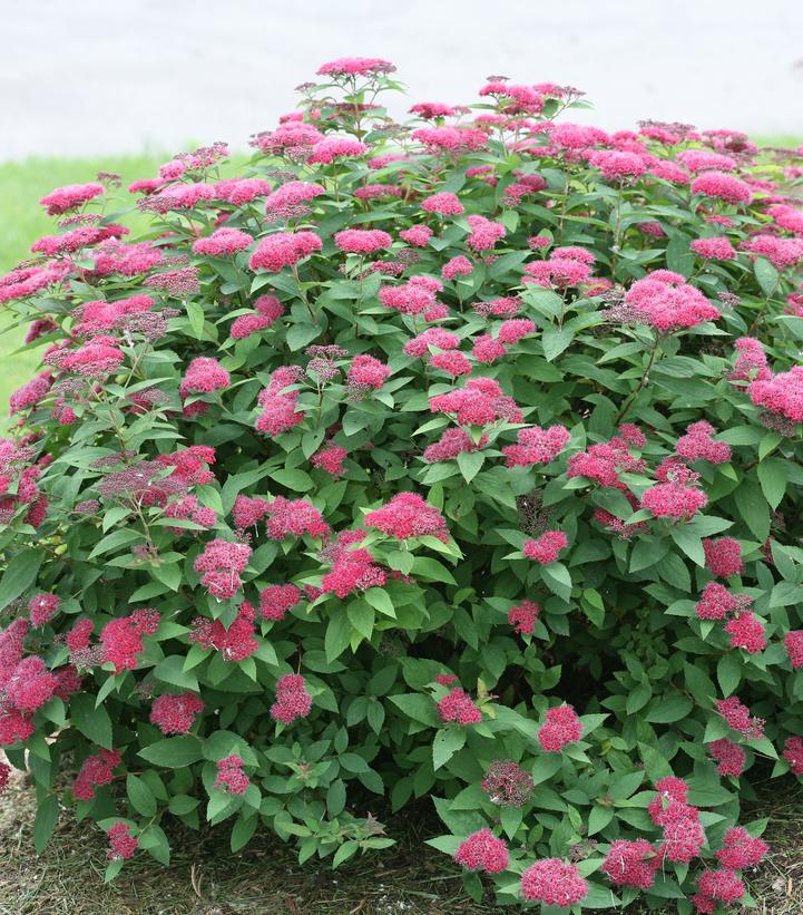 Spiraea jap. Double Play® Double Play® Red