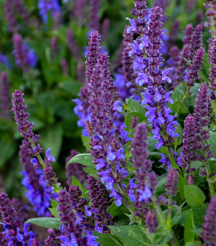 Salvia nemerosa 'Violet Profusion'