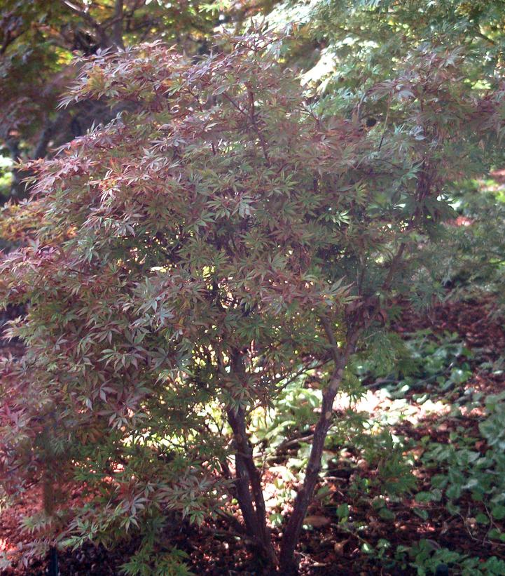 Acer palmatum Shaina
