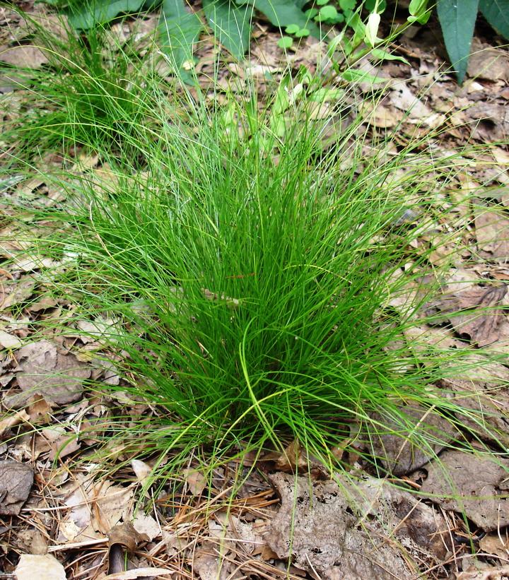 Carex eburnea 