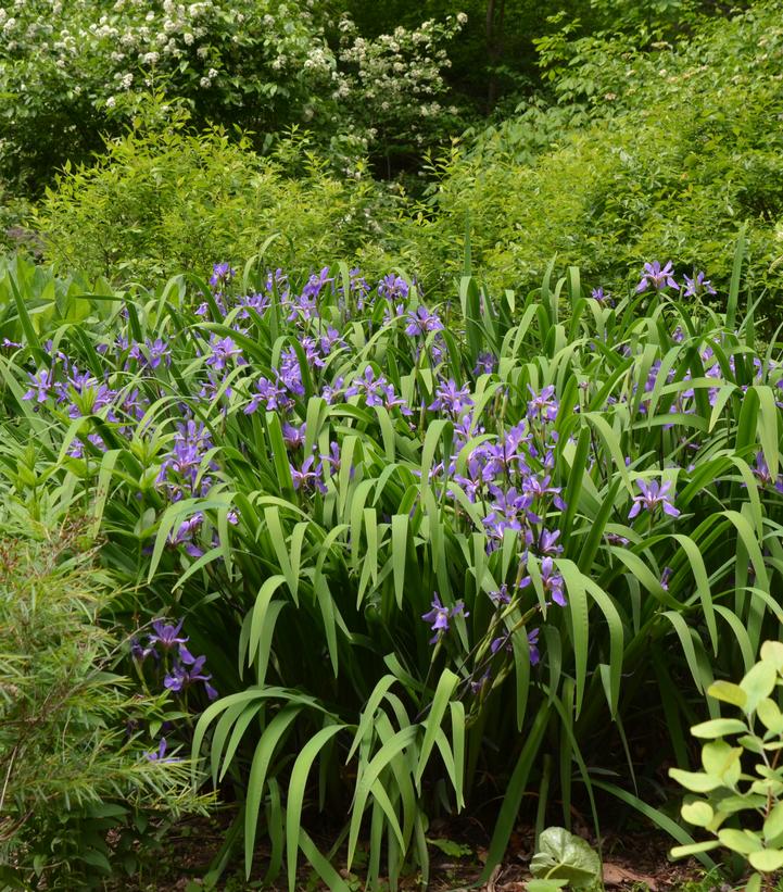 Iris versicolor 'Purple Flame'