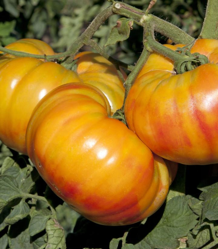 Tomato hybrid Buffalosun