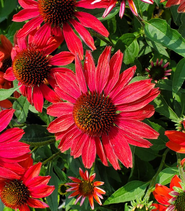 Echinacea hybrid Color Coded™ 'Frankly Scarlet'