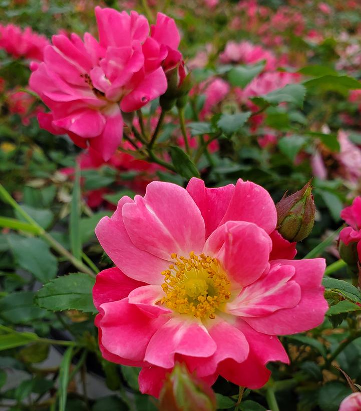 Rosa x Oso Easy® Double Pink