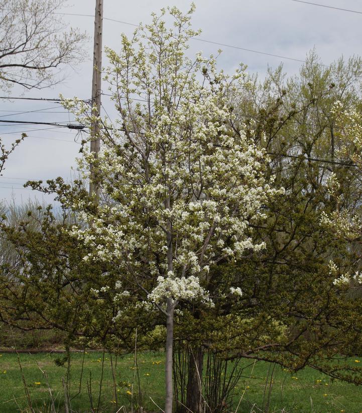 Amelanchier canadensis Spring Glory®