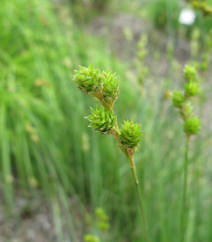 Carex bicknellii 