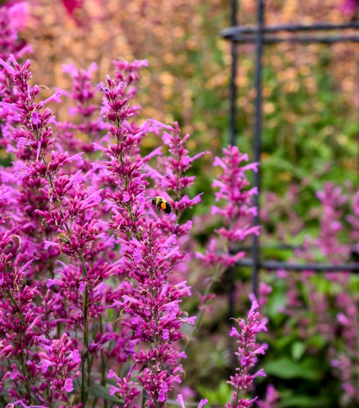 Agastache x Meant to Bee™ Royal Raspberry