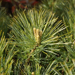 Pinus strobus Soft Touch