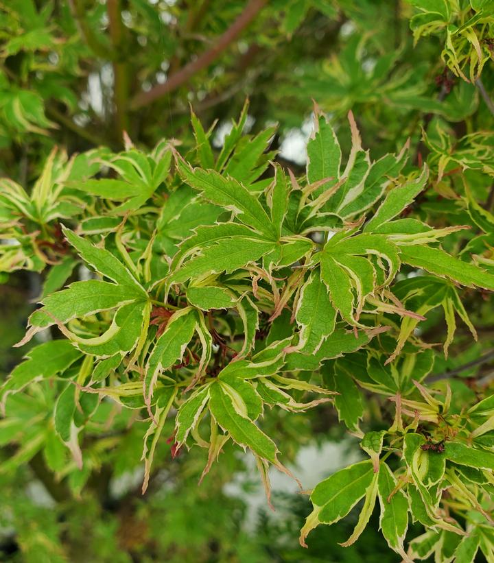 Acer palmatum 'Butterfly'