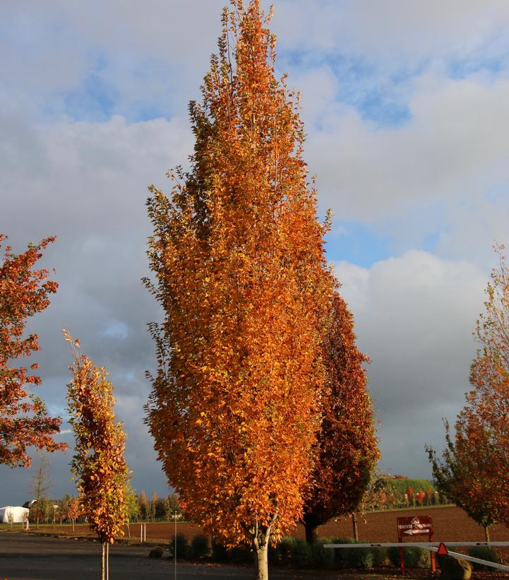 Acer rubrum Armstrong Gold®