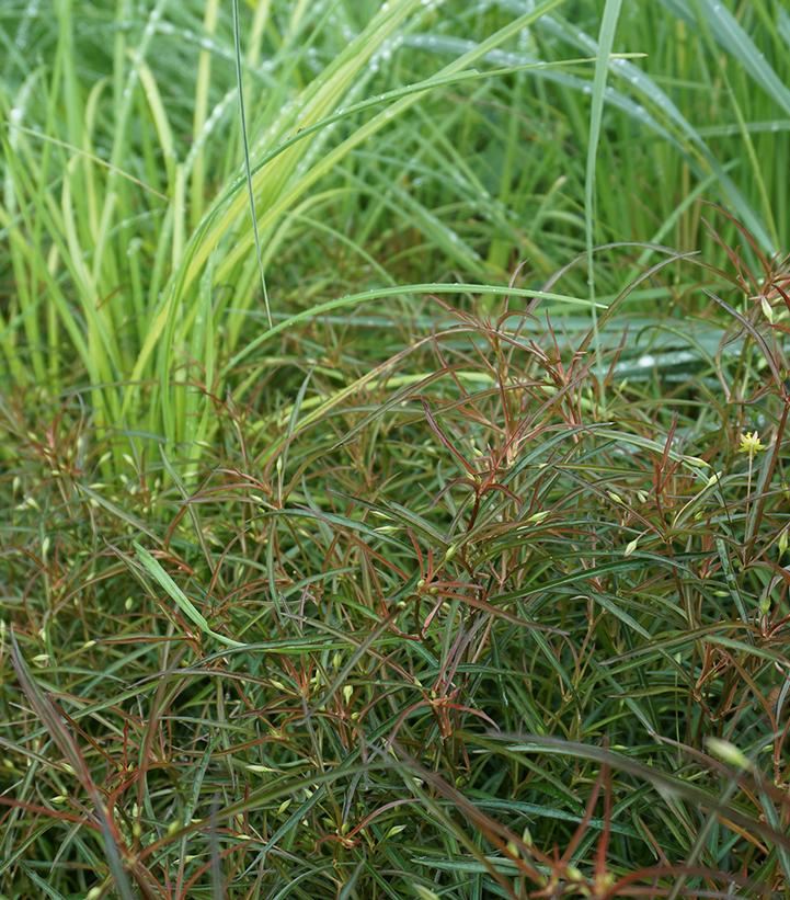 Lysimachia lanceolata Burgundy Mist