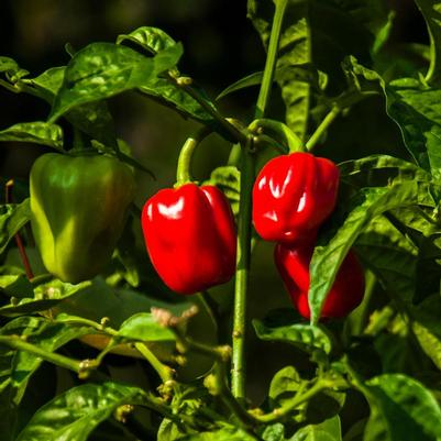 Pepper Red Habanero