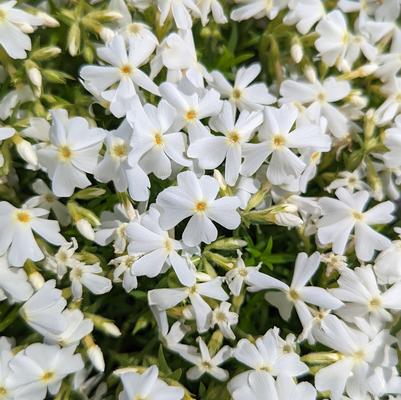 Phlox subulata Spring White
