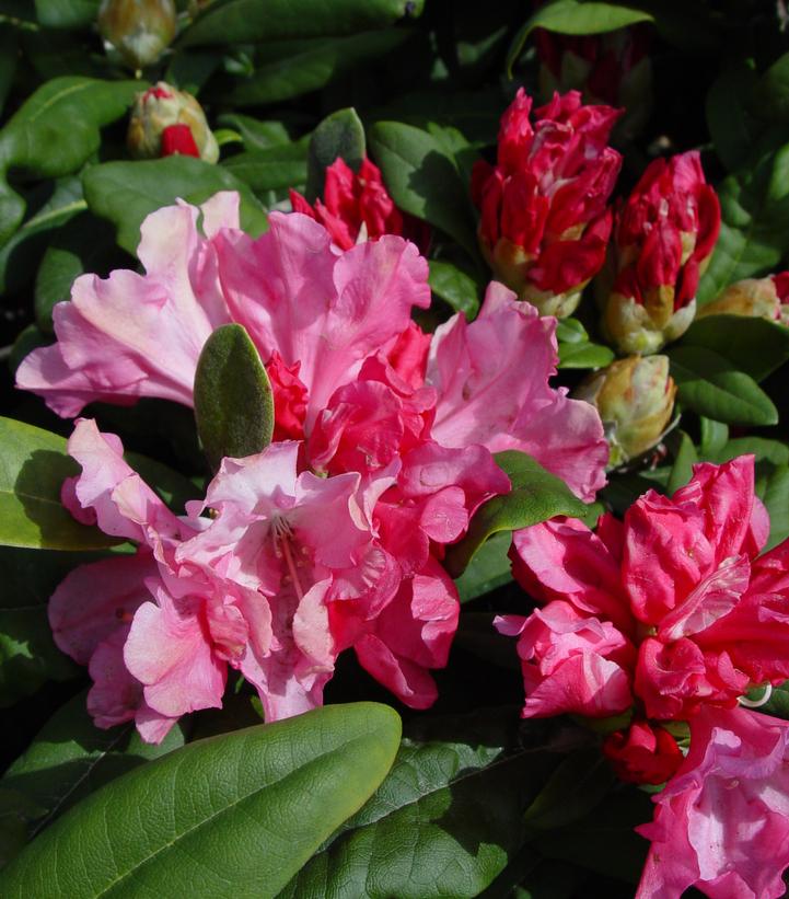 Rhododendron yak. Prince