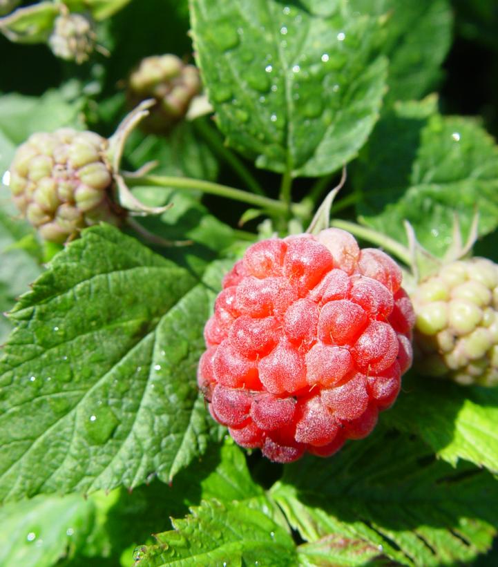 Rubus idaeus Bushel and Berry® Raspberry Shortcake®