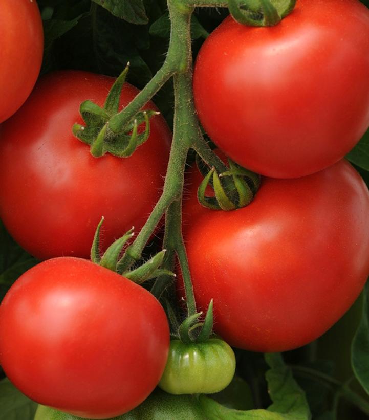 Tomato Homeslice