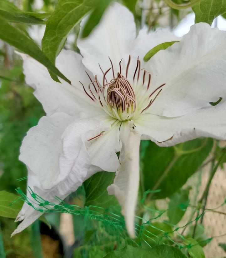 Clematis Hyde Hall™