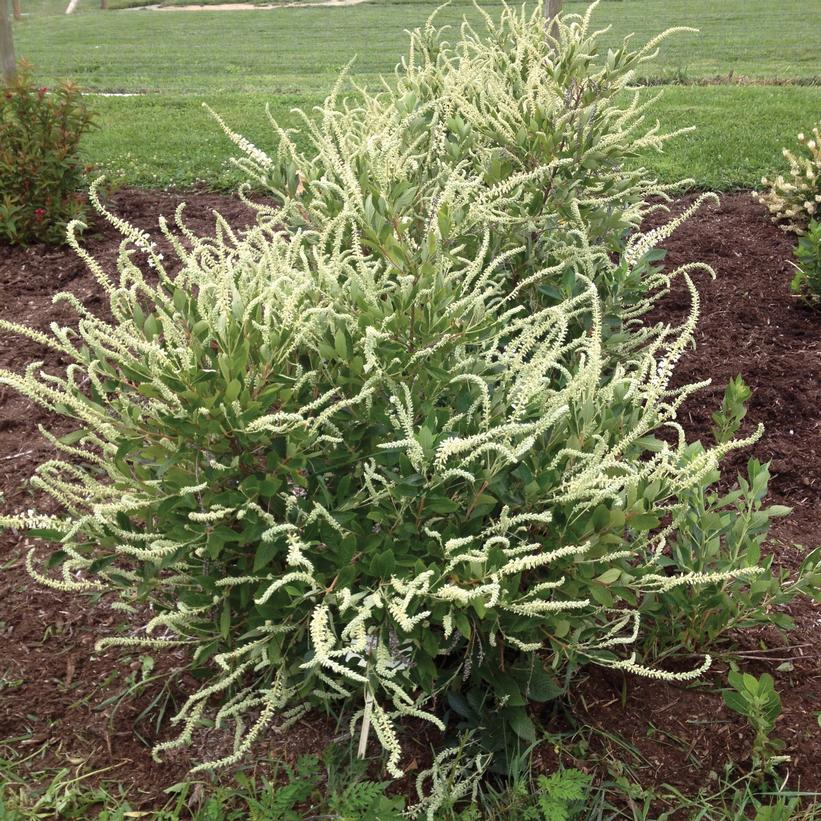 Clethra alnifolia Summer Sparkler™