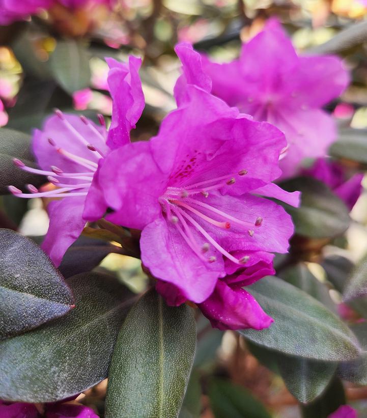 Rhododendron x 'P.J.M.'