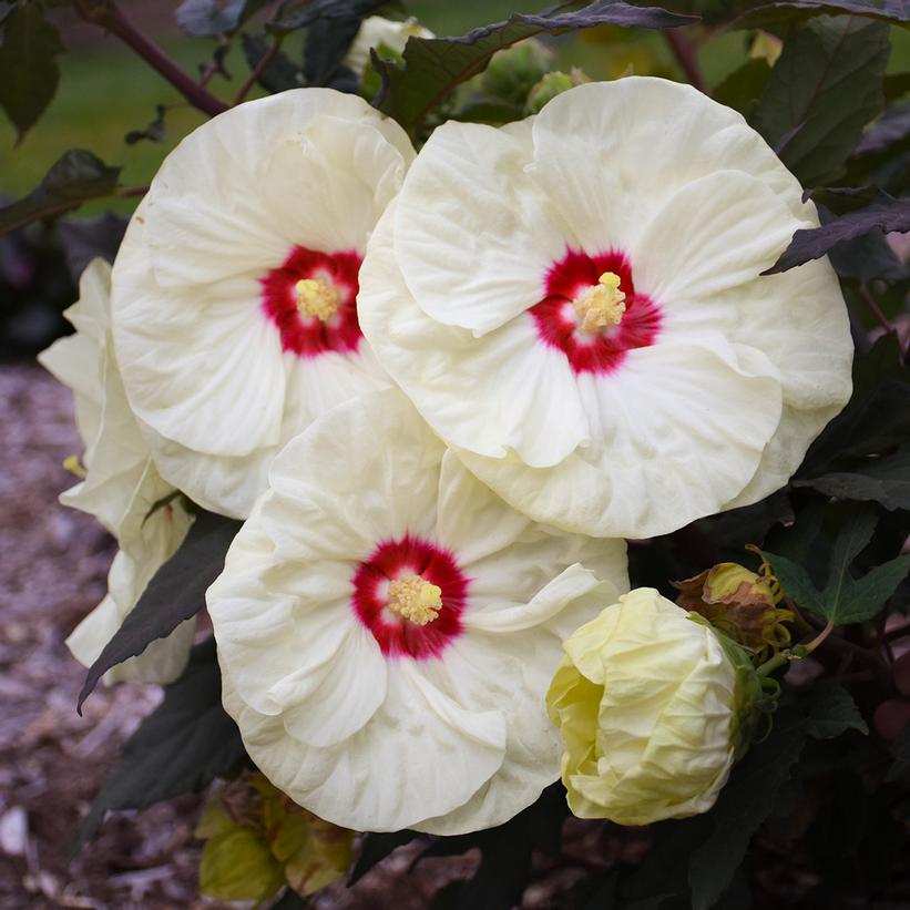 Hibiscus hybrid Summerific® 'French Vanilla'