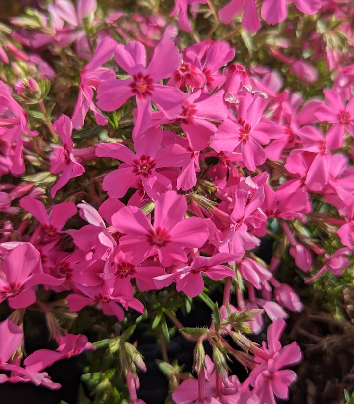 Phlox subulata Spring Hot Pink