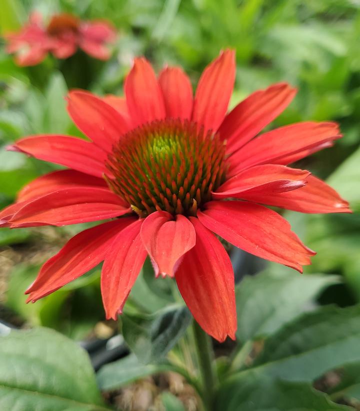 Echinacea hybrid Color Coded™ 'Frankly Scarlet'