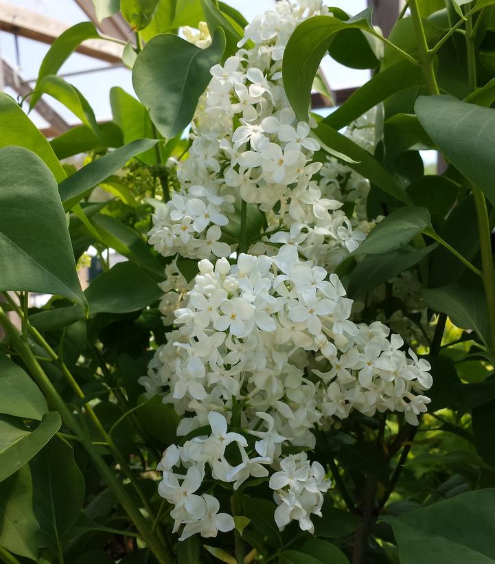 Syringa vulgaris x Primrose