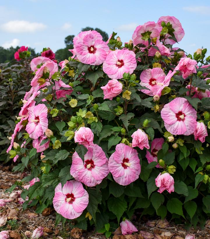 Hibiscus hybrid Summerific® 'Spinderella'
