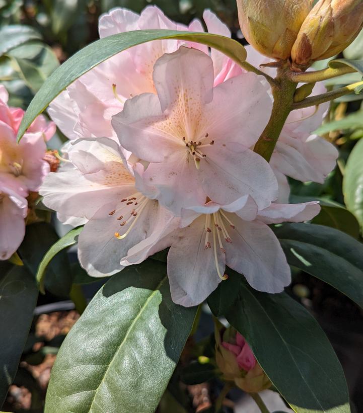 Rhododendron Holden's™ Peach