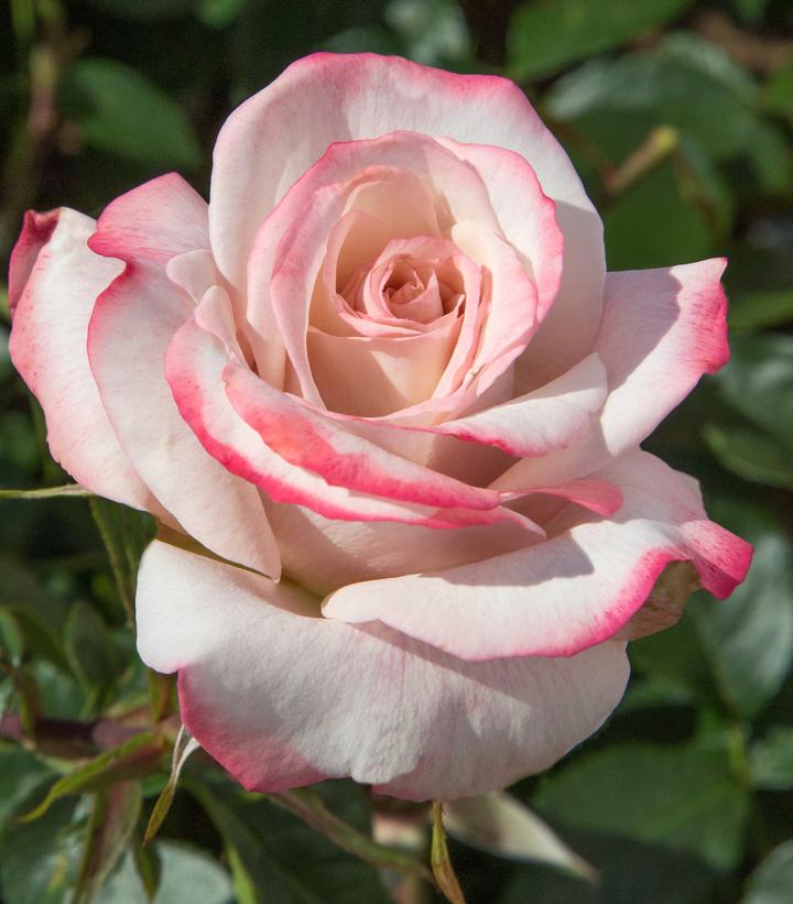 Rosa Pinkerbelle™