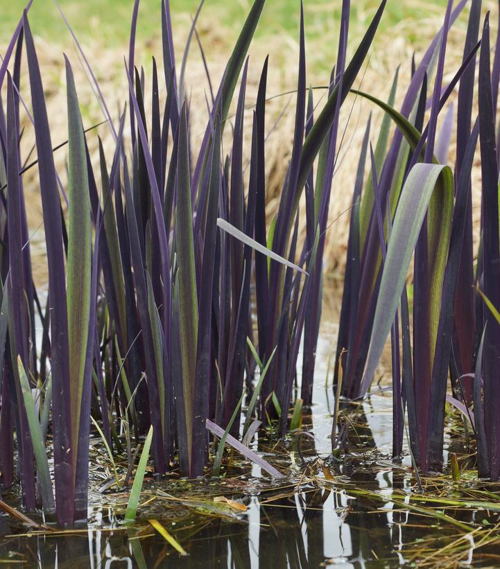 Iris versicolor 'Purple Flame'