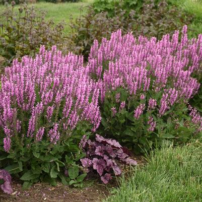 Salvia Color Spires® 'Back to the Fuchsia'